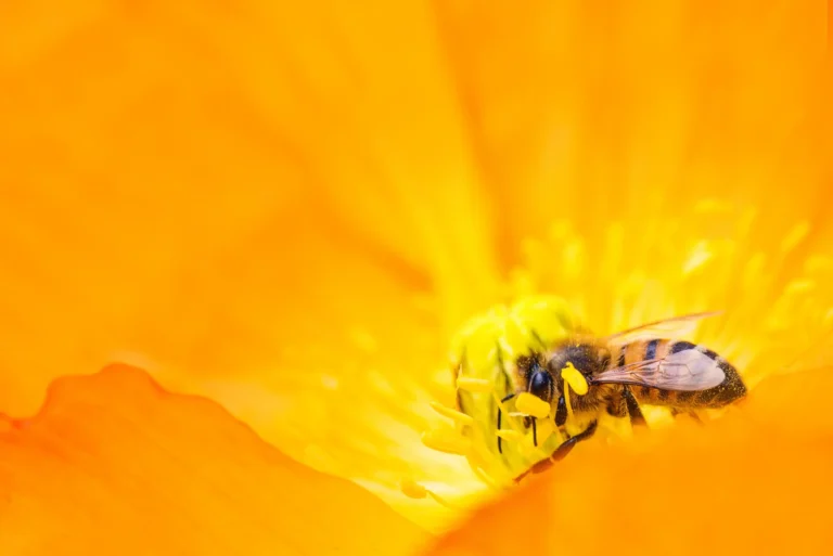 Yeast for bees