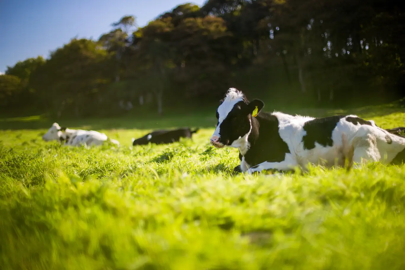 Brewer's yeast cows