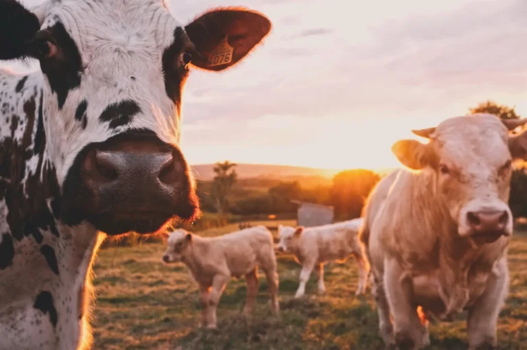 Brewer's yeast cows