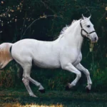 pašarai žirgams